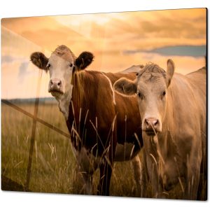 Inductiebeschermer - Gehard Glas - Koeien met zonsondergang