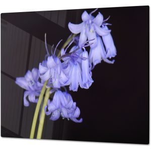 Inductiebeschermer - Gehard Glas - Wilde Hyacint