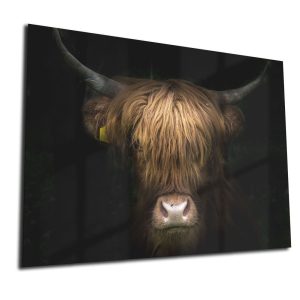 Whiteboard van glas – Magneetbord - Schotse hooglander